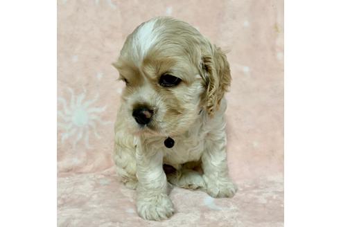 成約済の埼玉県のアメリカンコッカースパニエル-79325の1枚目